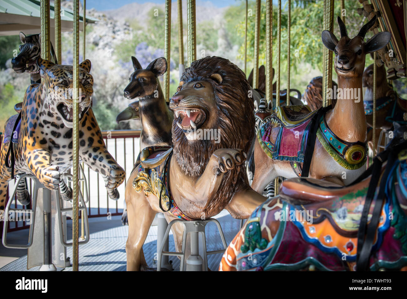 Specie in via di estinzione giostra al Living Desert Zoo e giardini in Palm Desert, California Foto Stock