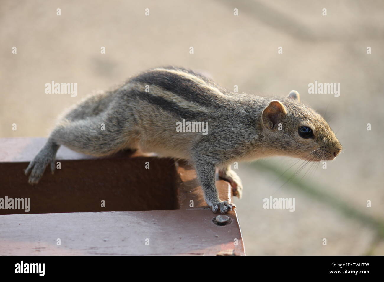 Indiano di scavenging del Palm Lo Scoiattolo in un resort per vacanze in Sri Lanka Foto Stock