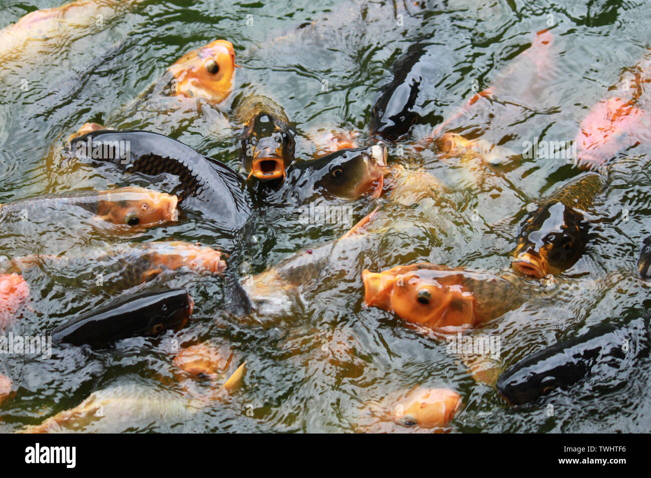 Uno spettacolare pesce Koi hungrily alimentando in un hotel pesce stagno in Sri Lanka Foto Stock