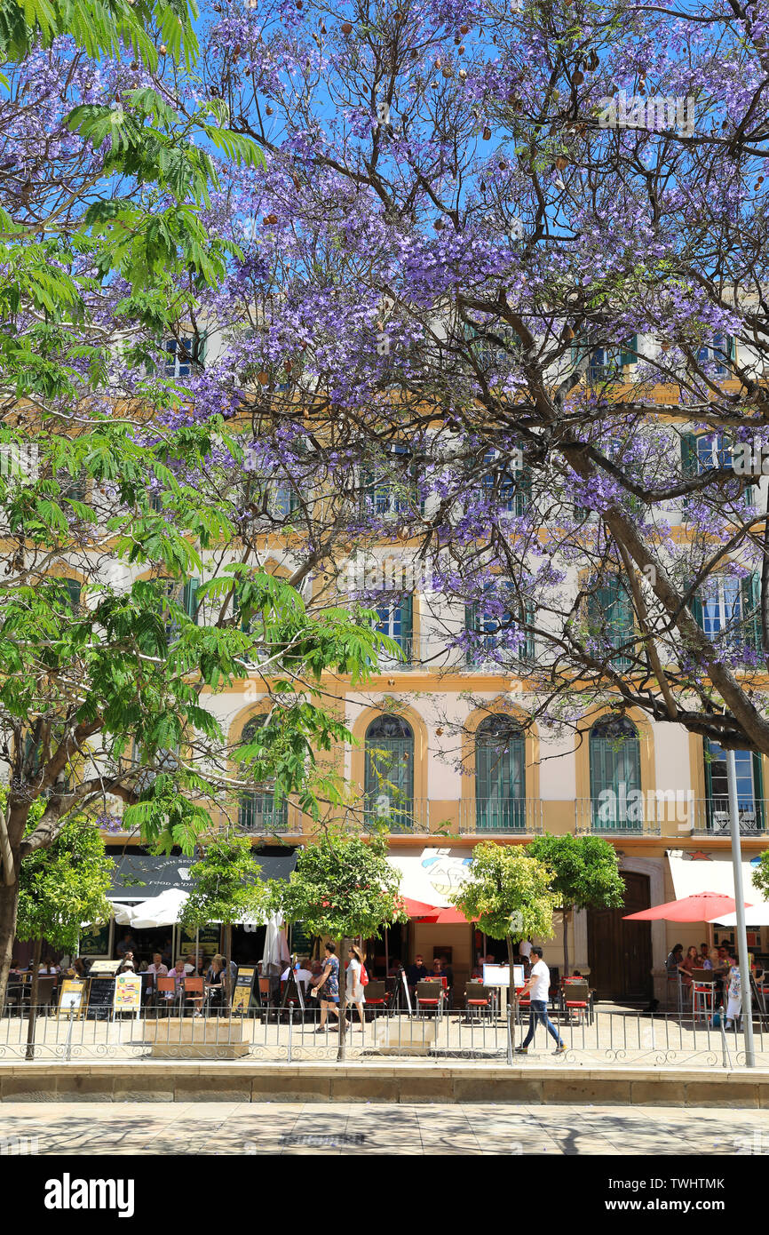Bellissimi alberi di jacaranda in Plaza de la Merced pubblica piazza, con ristoranti dietro, nella città di Malaga, Spagna, Europa Foto Stock