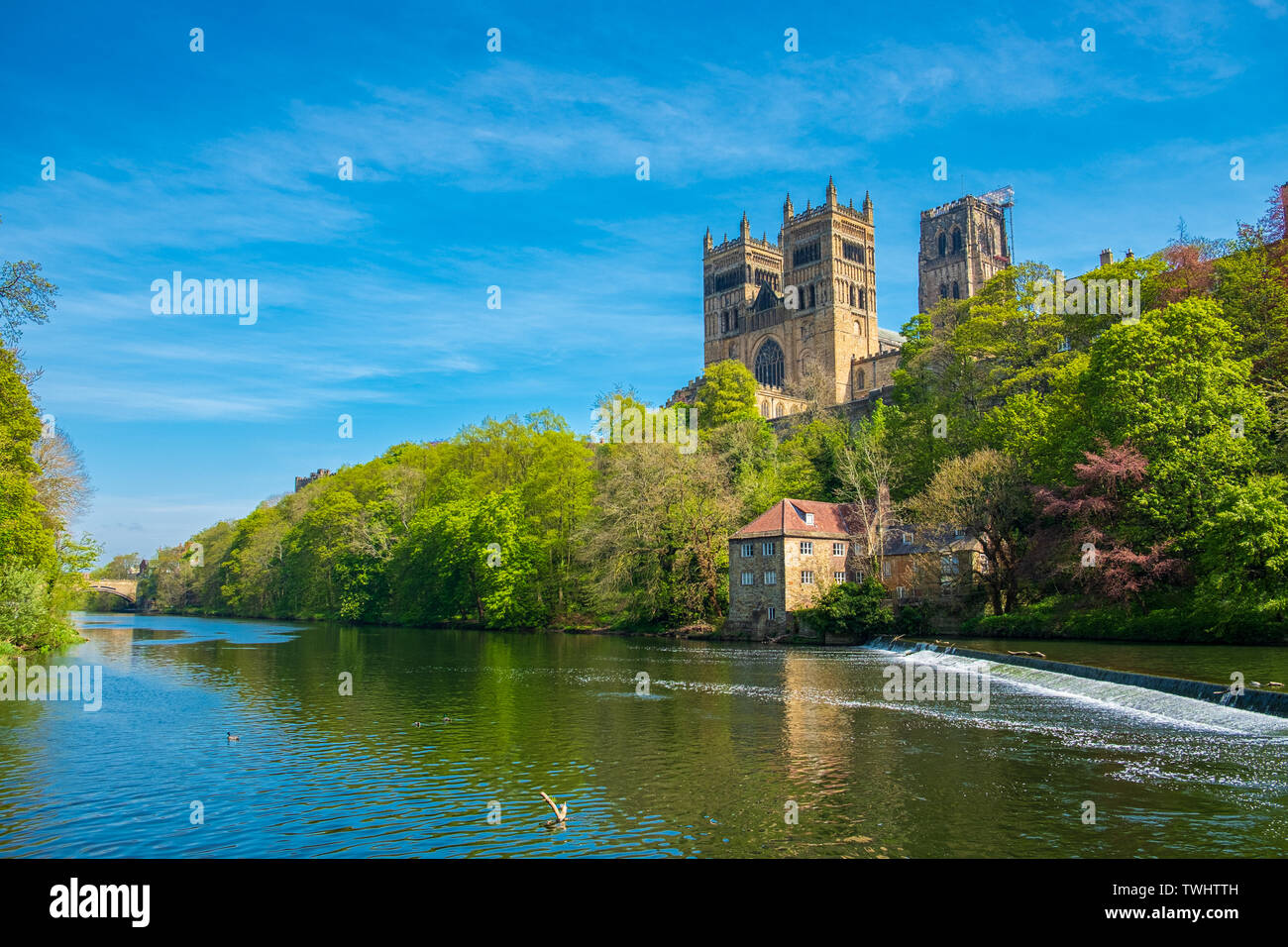 La Cattedrale di Durham e usura del fiume in primavera a Durham, Regno Unito Foto Stock