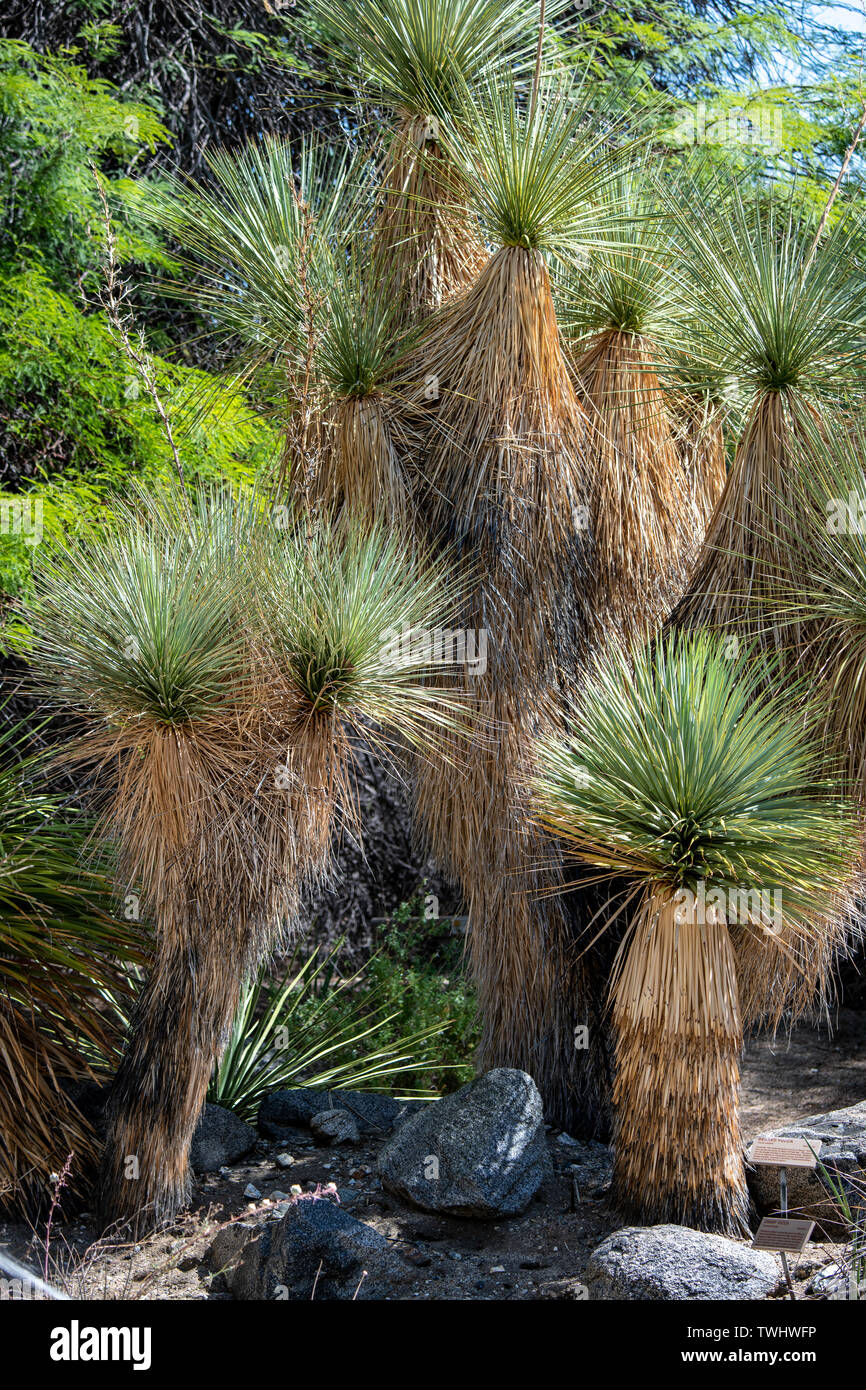 Ventola della California Palm (Washingtonia filifera) al Living Desert Zoo e giardini in Palm Desert, California Foto Stock