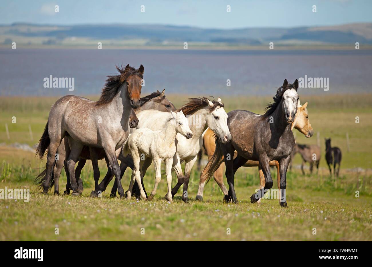 Criollo cavalli trotto attraverso la pampa, dietro la Laguna de Castillos, Guardia del Monte, Provincia di Rocha, Uruguay Foto Stock