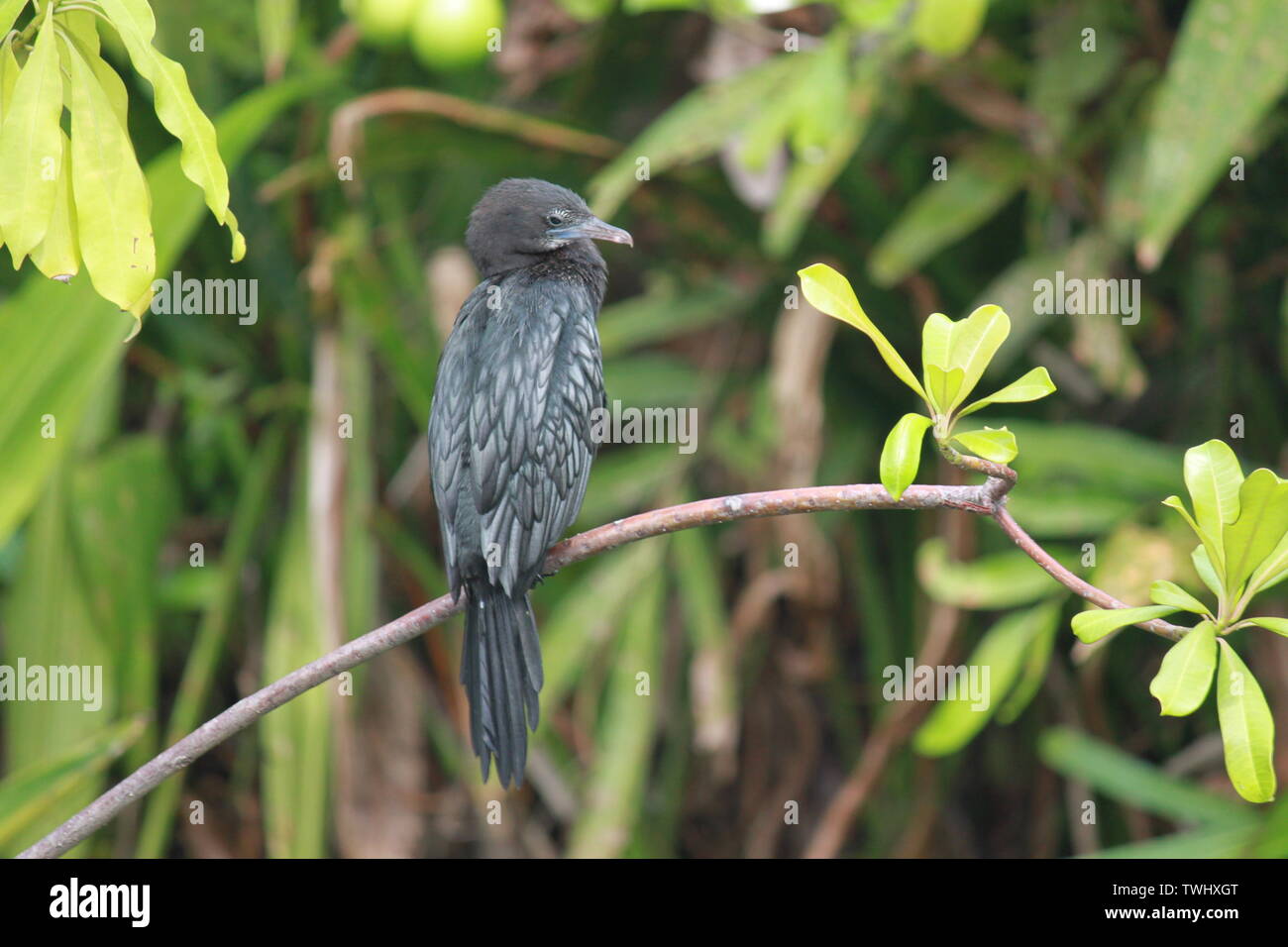 Poco cormorano (Microcarbo niger) da un laghetto in Sri Lanka Foto Stock