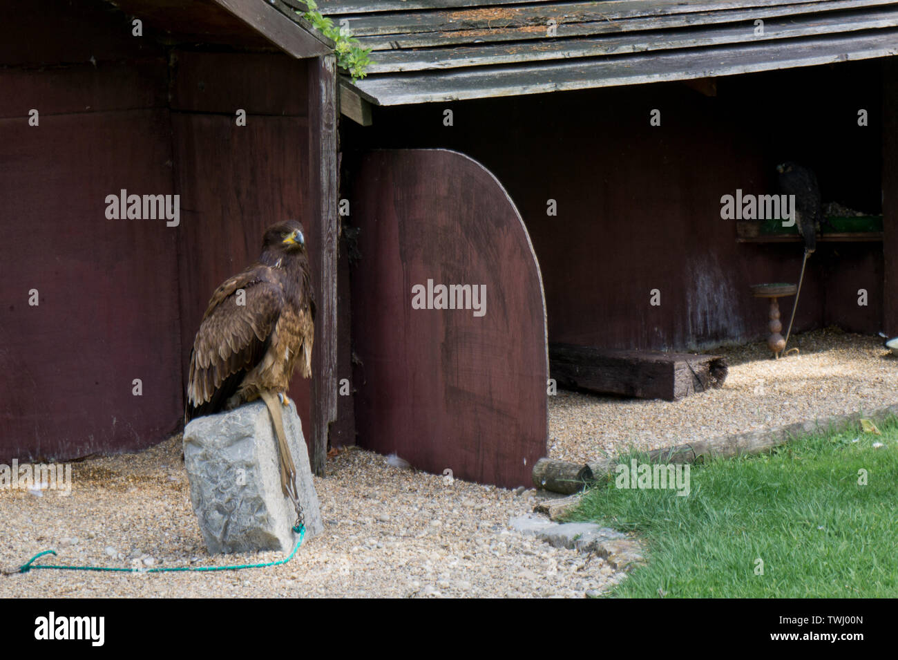 Golden Eagle su una piccola roccia close-up Foto Stock