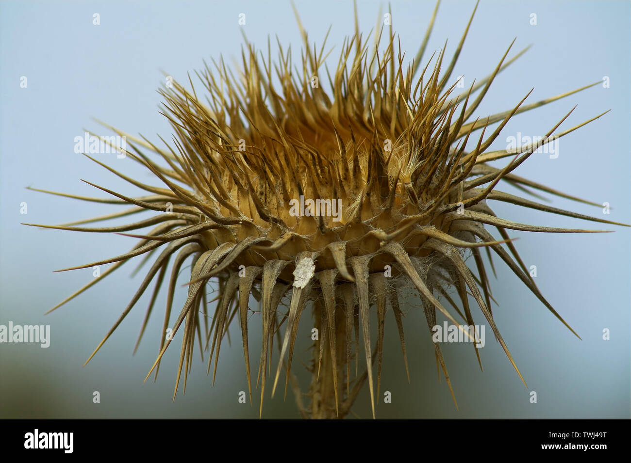 Un fiore mediterraneo secco e spinoso - in primo piano. Eine trockene, stachelige mediterranee Blume - a Nahaufnahme. Suchy, kolczasty kwiat śródziemnomorski Foto Stock