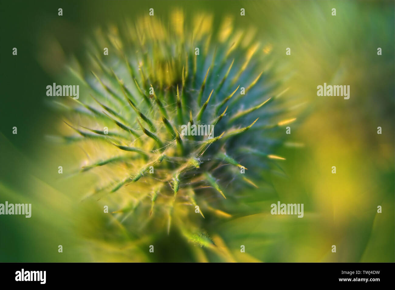 Oset, Ringdisteln, una pianta di prickly in closeup, Eine stachelige Pflanze in Nahaufnahme, chiodi e aghi, chiodi e Nadeln. Macro, zoom Foto Stock