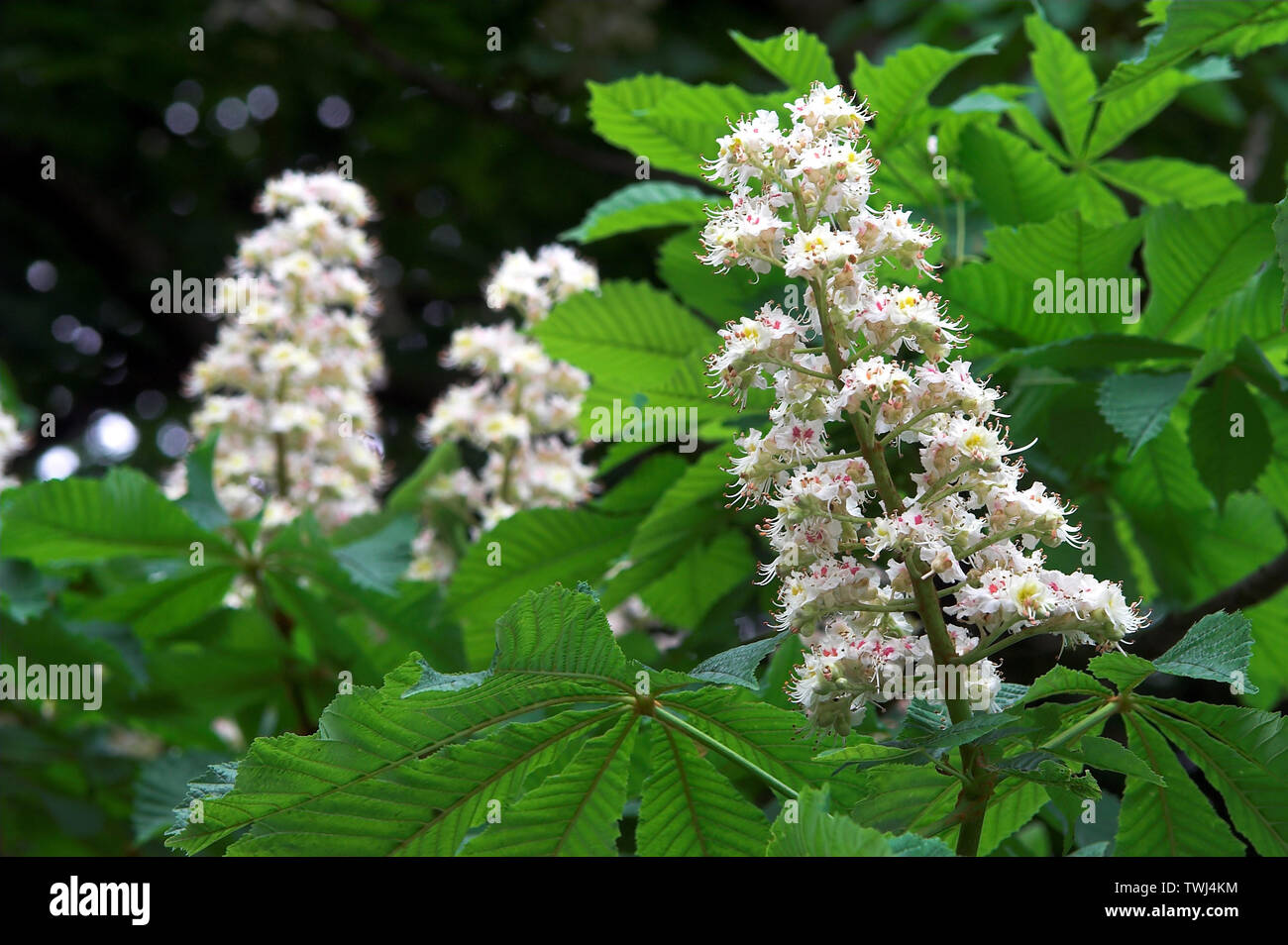 Kasztanowiec potolity, kwiatostan, cavallo-castagno, conker tree, Gewöhnliche Rosskastanie, Aesculus hippocastanum; kwitnące kasztany; czas na maturę Foto Stock