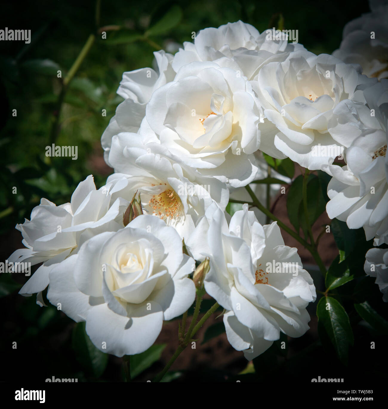 Cluster di rose bianche Foto Stock