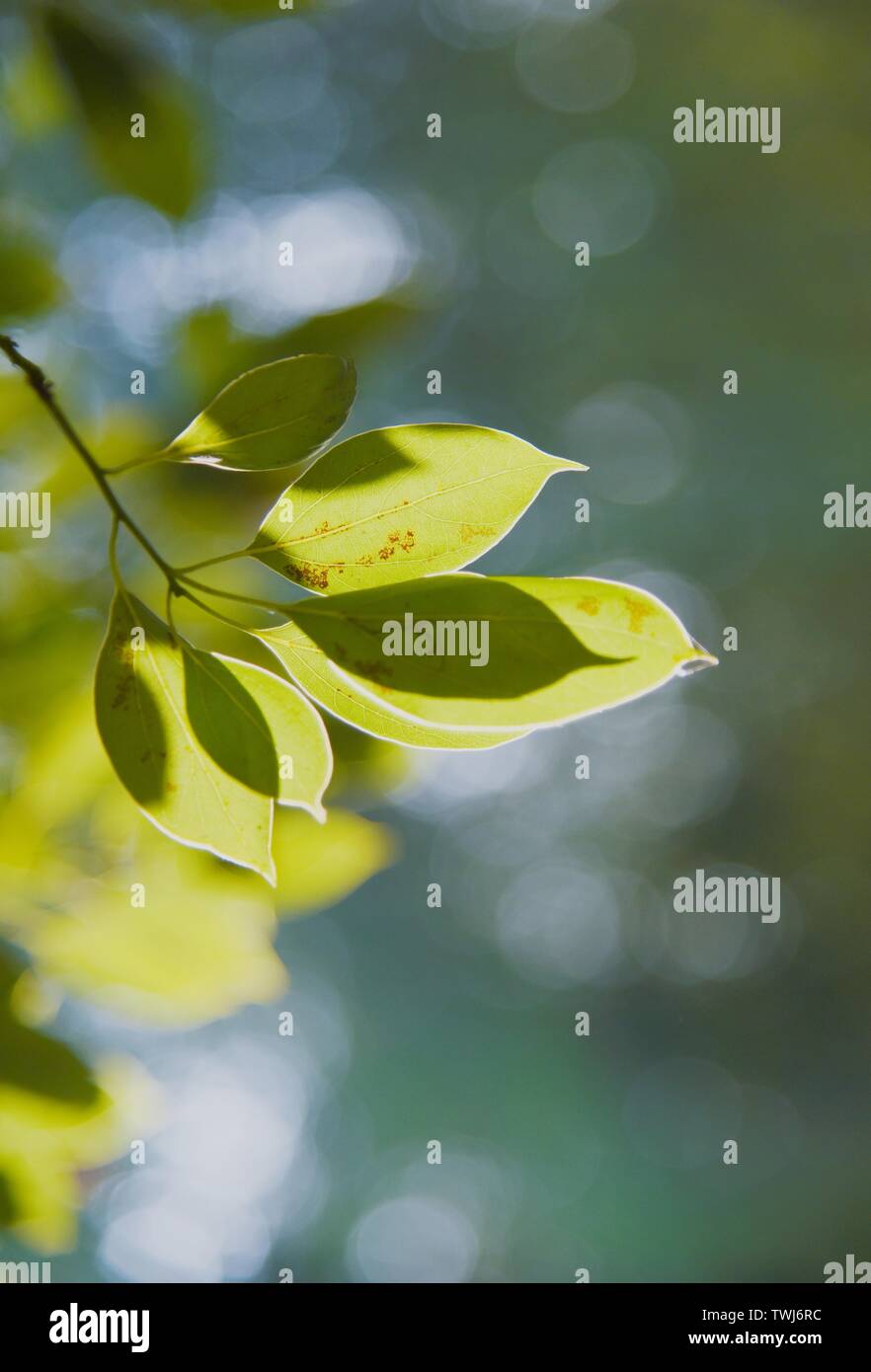 Impianti ecologici Foto Stock