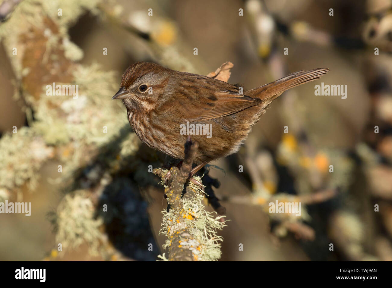 Sparrow, William Finley National Wildlife Refuge, Oregon Foto Stock