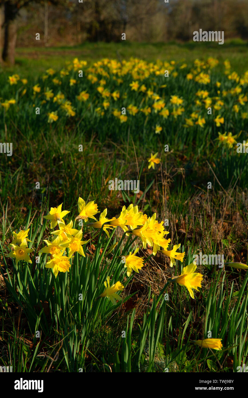 Giunchiglie in campo, EE Wilson Area faunistica, Oregon Foto Stock