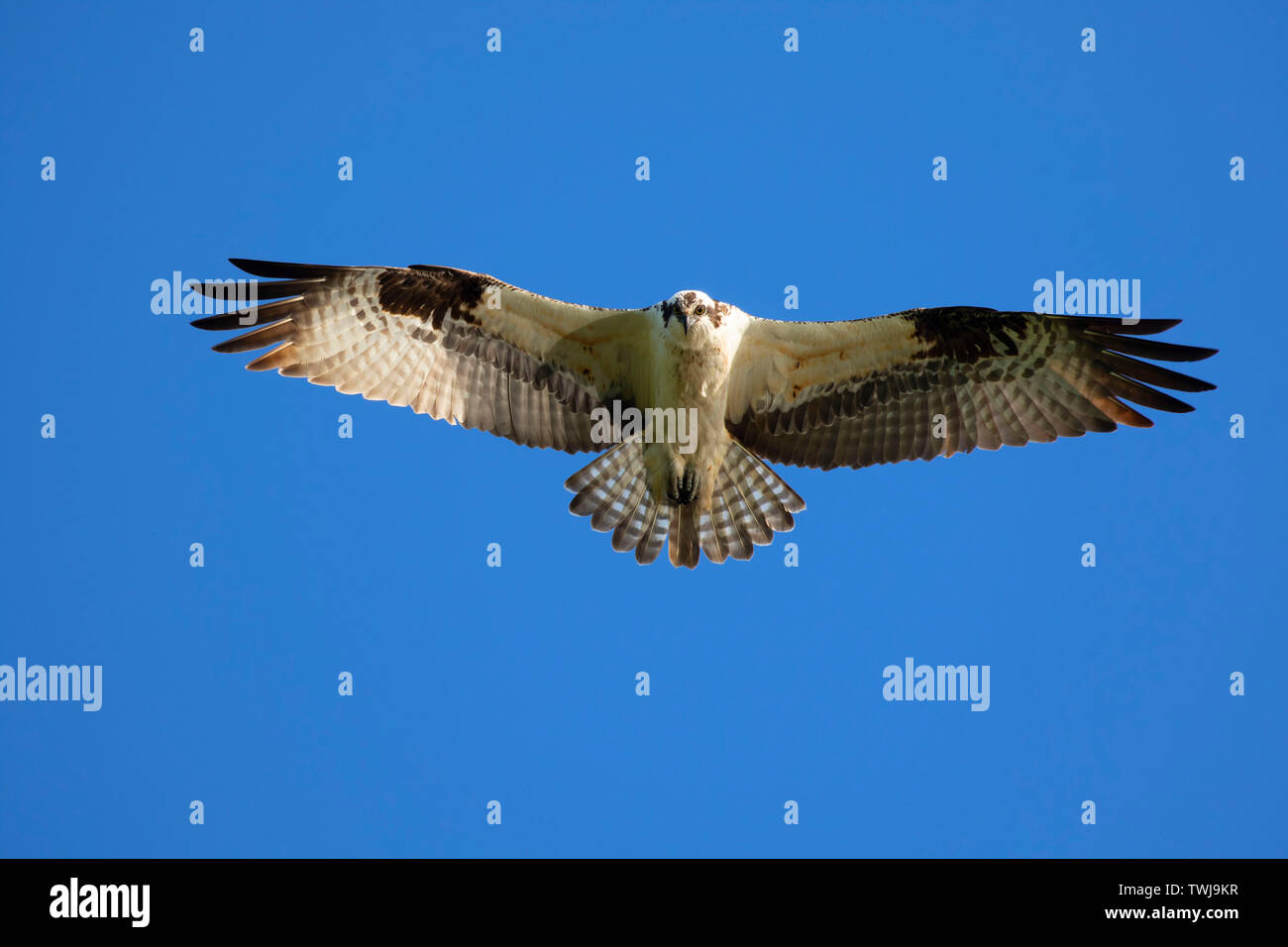 Falco pescatore (Pandion haliaetus), Junction City Pond, Oregon Foto Stock