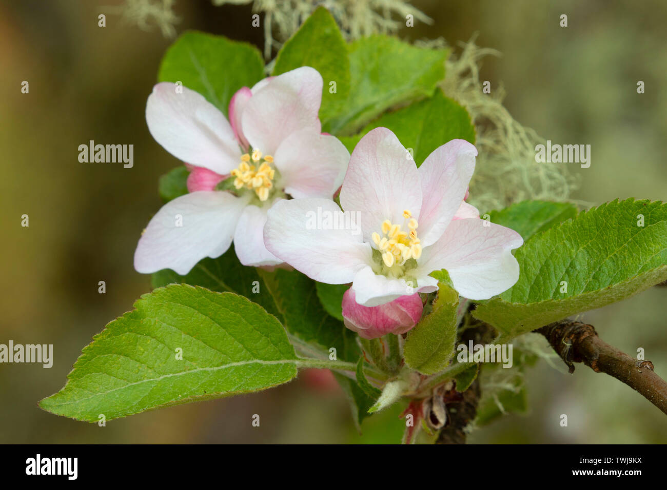 Albero da frutta bloom, EE Wilson Area faunistica, Oregon Foto Stock