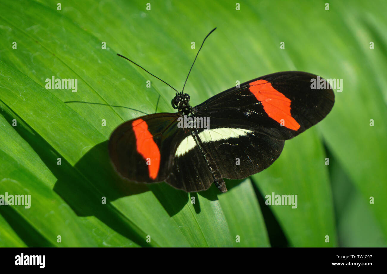 Brush-footed butterfly lo Zoo di Calgary Alberta Canada Foto Stock