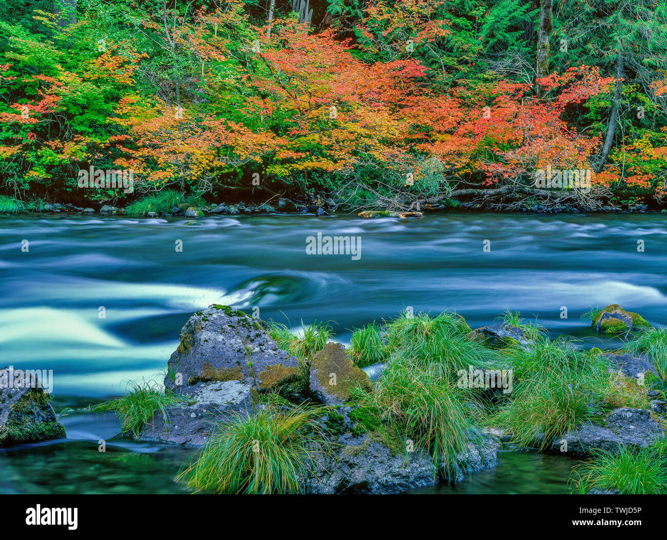 Corniolo, Cornus nuttallii, Rogue River National Wild e Scenic River, Rogue River National Forest, Oregon Foto Stock