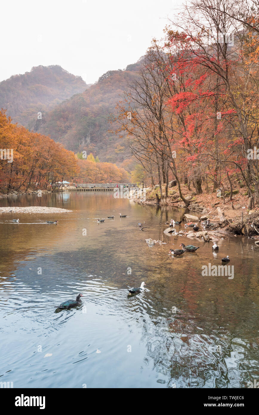 Cina Benxi autunno nuvoloso mondo pond maple forest Foto Stock