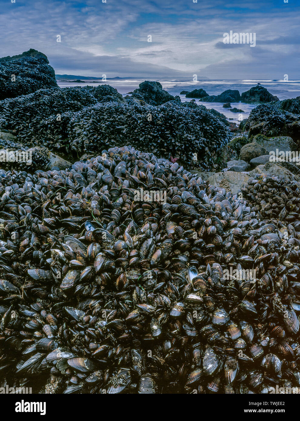 Cozze, Tidepool, Kehoe Beach, Point Reyes National Seashore, California, Marin County, California Foto Stock