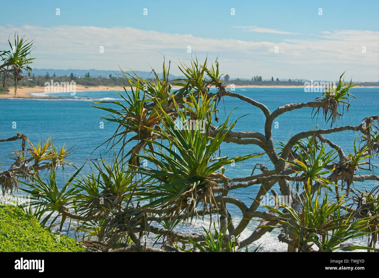 Il vecchio albero di pandanus con Sunshine Coast spiagge in background Foto Stock