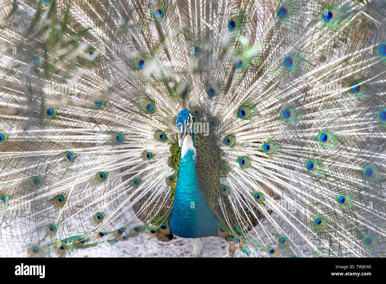 Peacock con ali spalancate, Filippine Foto Stock
