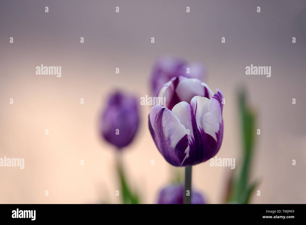 Bello e colorato di viola scuro e tulipani bianchi con un bel bokeh di fondo sulla luce del tramonto. Grande fotografia di close-up da Tulip Festival. Foto Stock