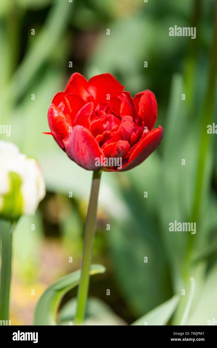 Bello e colorato luminoso tulipani rossi sul verde scuro e sfondo. Grande fotografia di close-up da Tulip Festival. Foto Stock