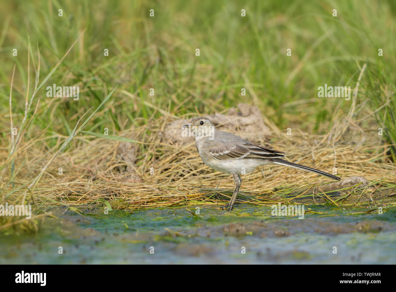White Wagtail - Motacilla alba, piccola passerine popolare uccello dalla comunità i campi, prati e zone umide, Hortobagy National Park, Ungheria. Foto Stock