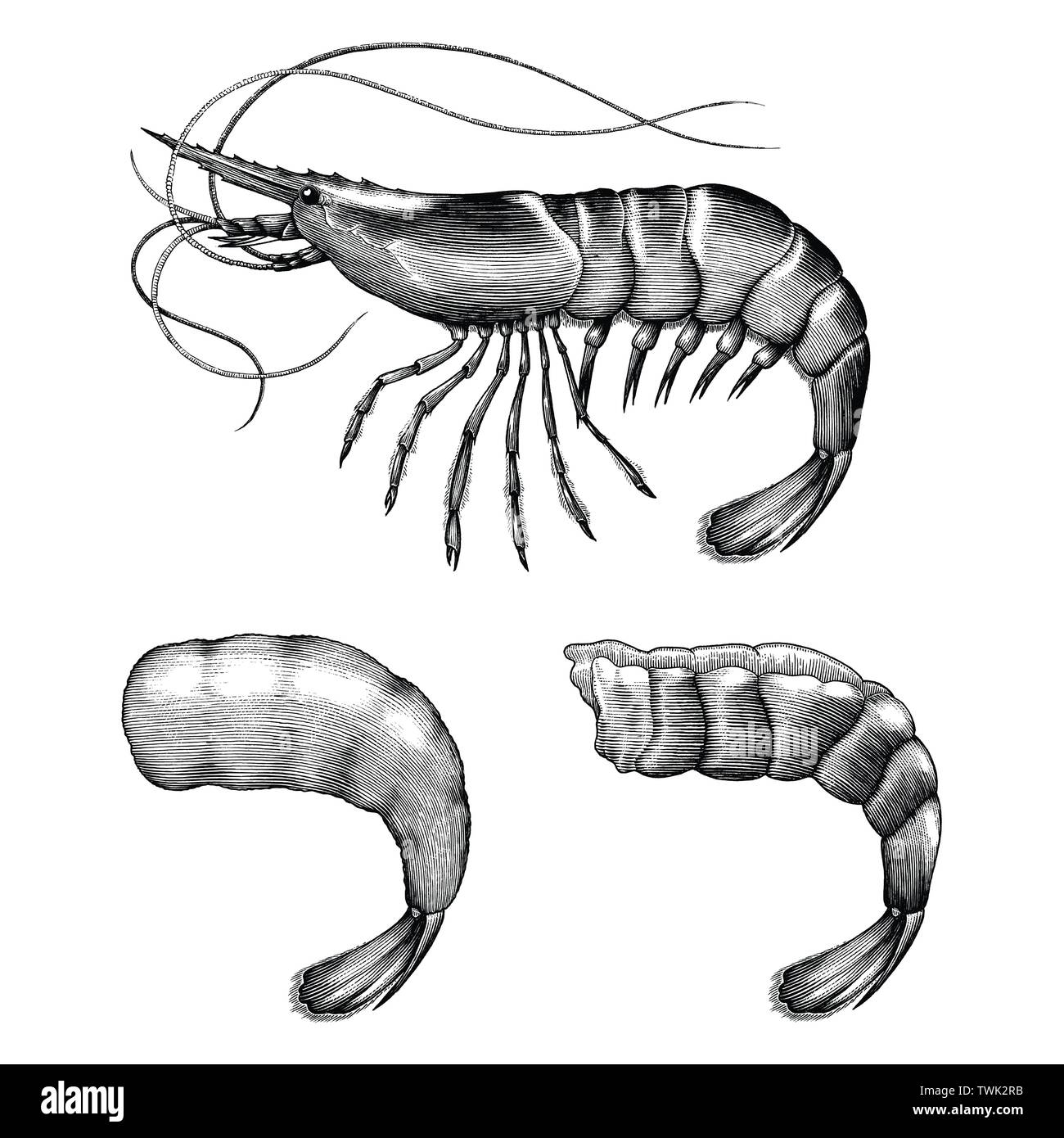 Incisione Antica illustrazione di gamberetti in bianco e nero di clipart isolati su sfondo bianco Illustrazione Vettoriale