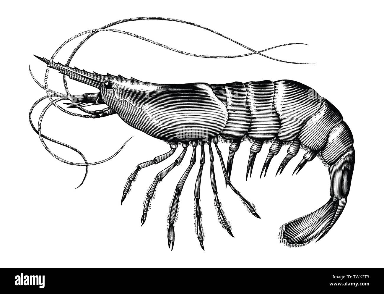 Incisione Antica illustrazione di gamberetti in bianco e nero di clipart isolati su sfondo bianco Illustrazione Vettoriale