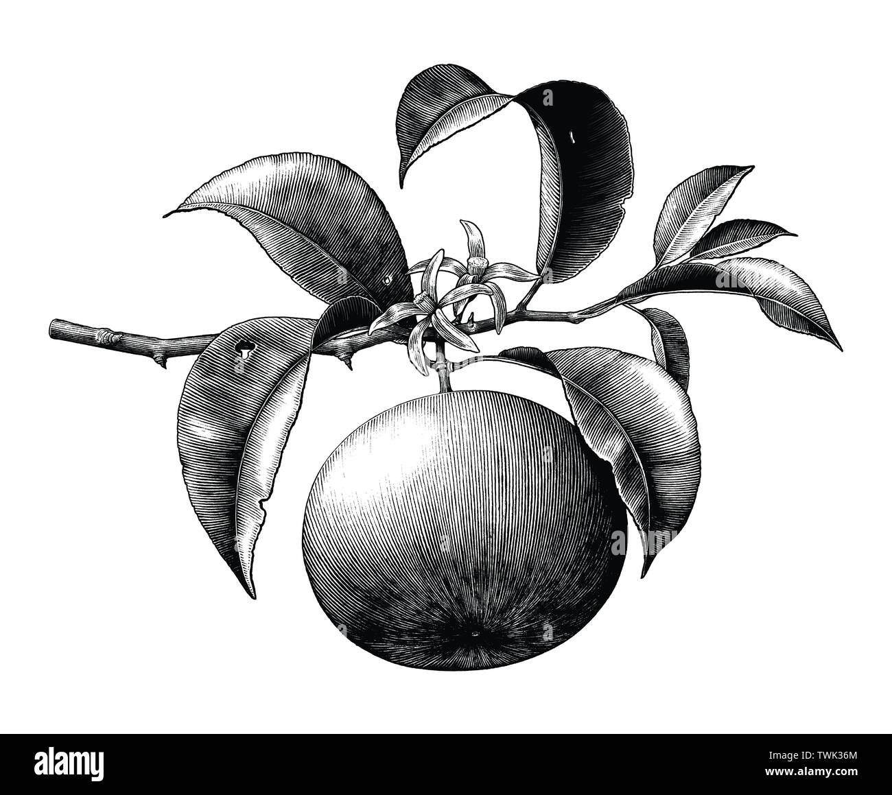Antica incisione botanico illustrazione del ramo di arancio con fiore bianco e nero clip art isolati su sfondo bianco Illustrazione Vettoriale