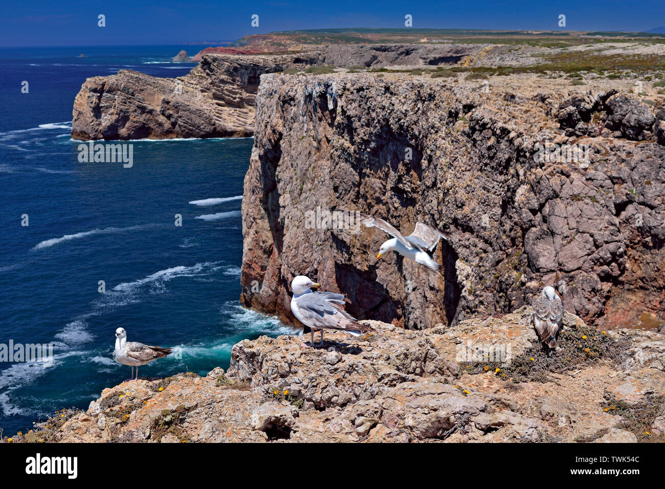 Vista rocciosa costa selvaggia con 4 gabbiani ( Larus michahellis) seduto sulla scogliera Foto Stock