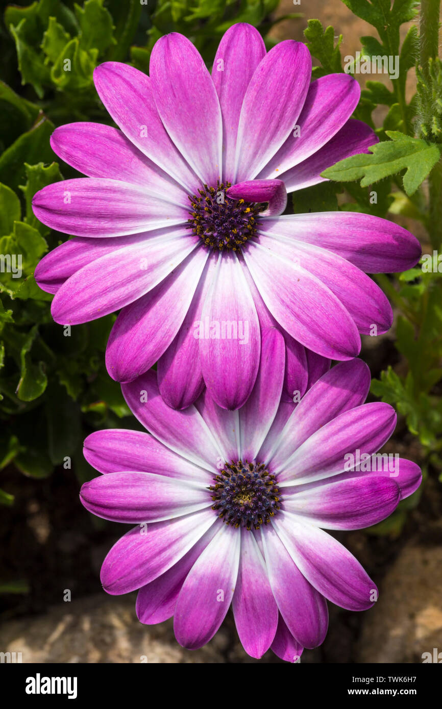 Due fiori di bianco e viola varietà di Osteospermum o africano Daisy Foto Stock