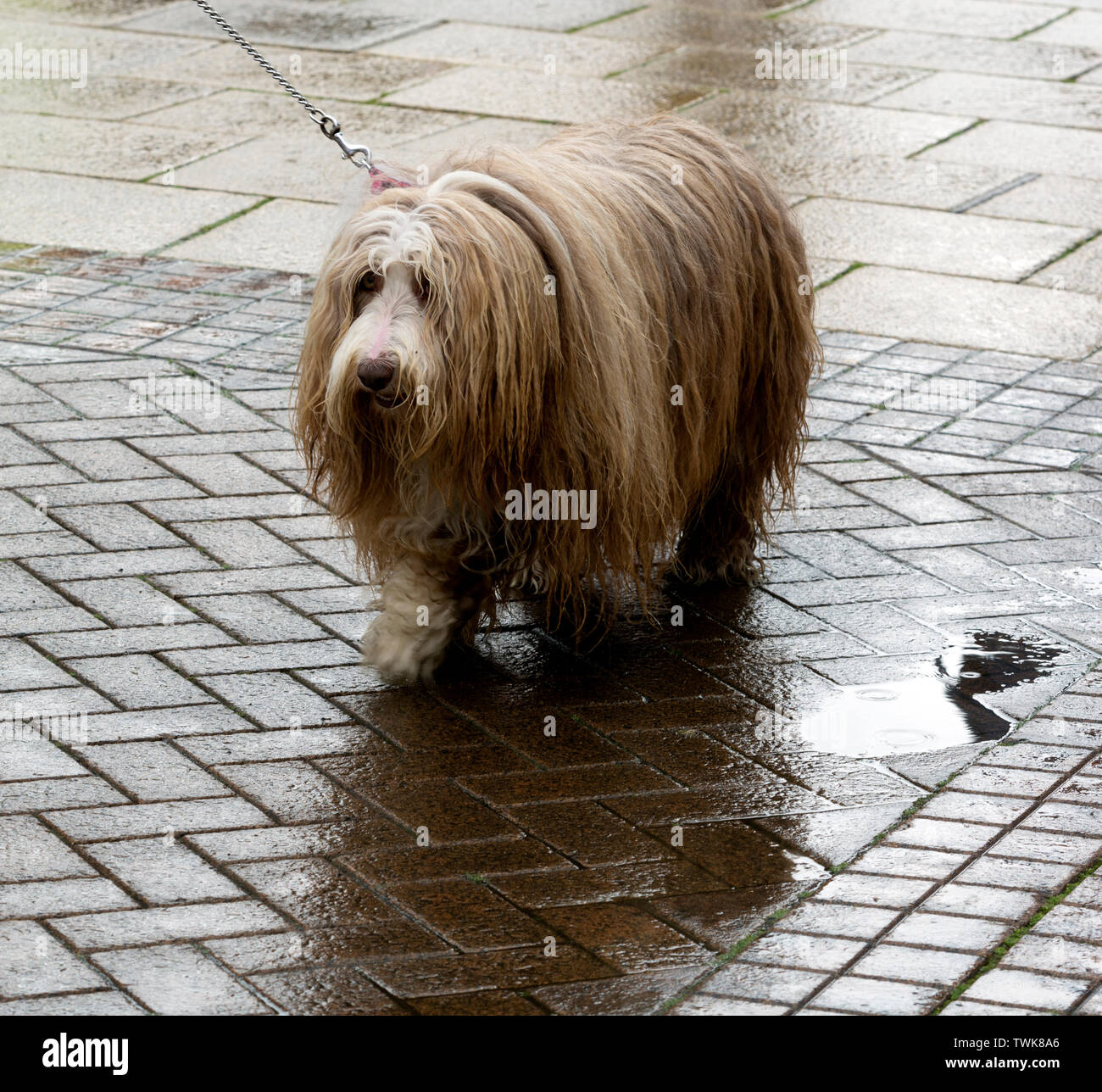 Un wet barbuto Collie cane Foto Stock