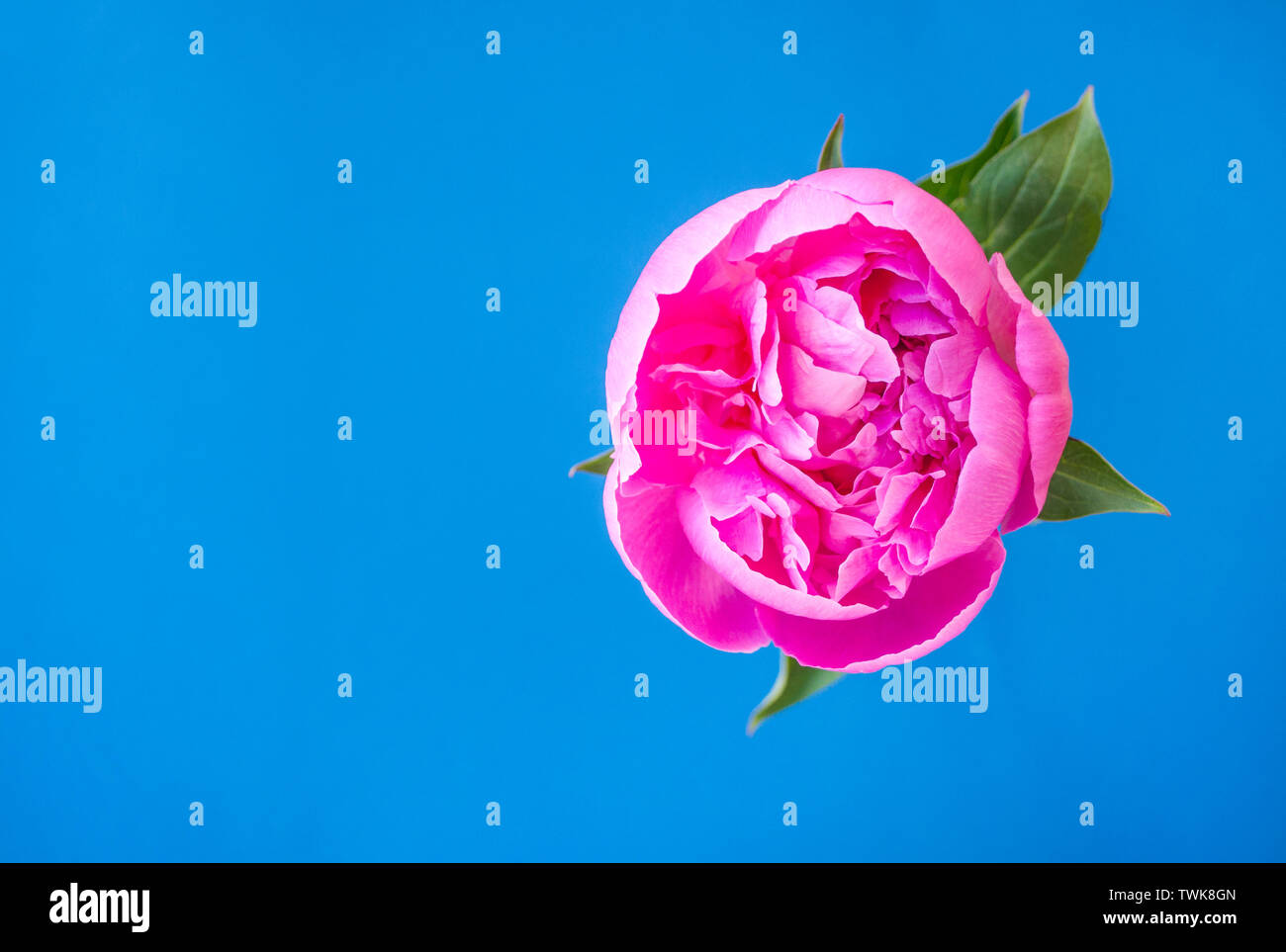 Piatto di laici di un bel colore rosa peonia fiore su sfondo blu scuro con copyspace. Foto Stock