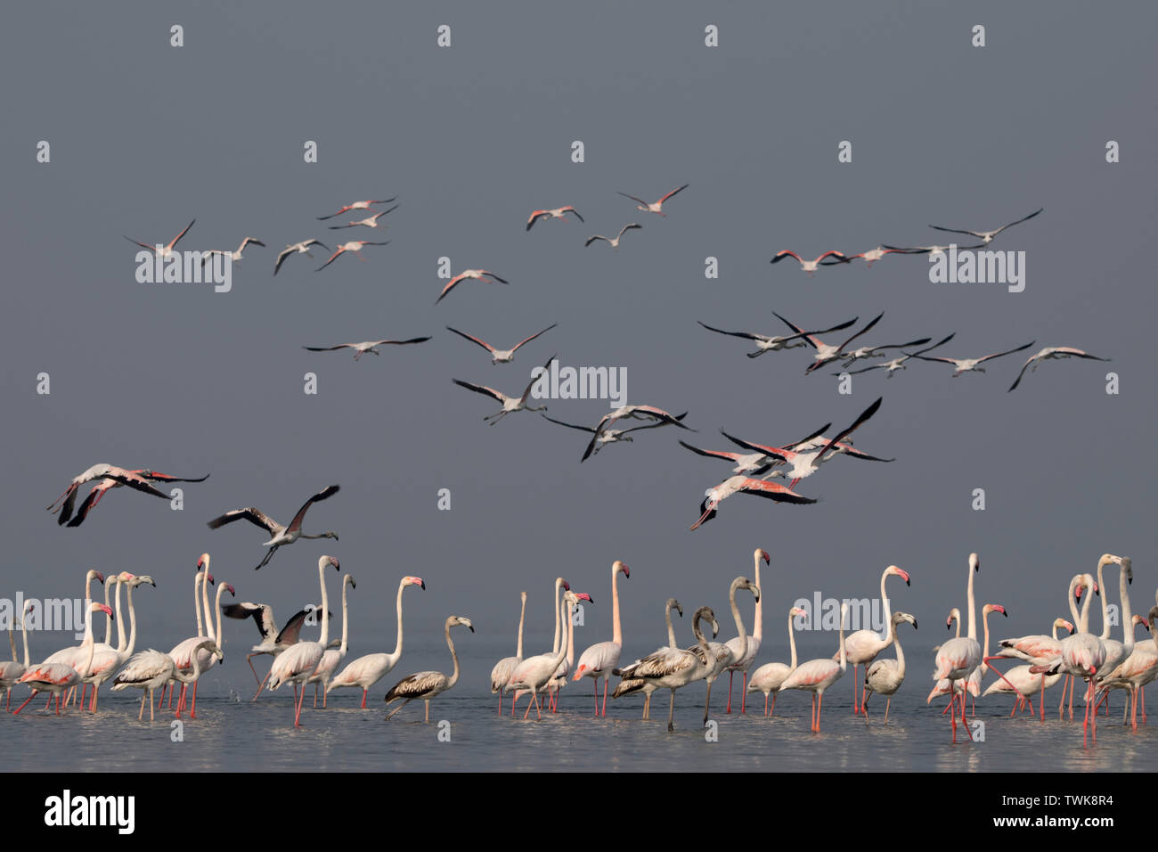 Fenicottero maggiore, Phoenicopterus roseus, Bhigwan di Pune, Maharashtra, India. Foto Stock