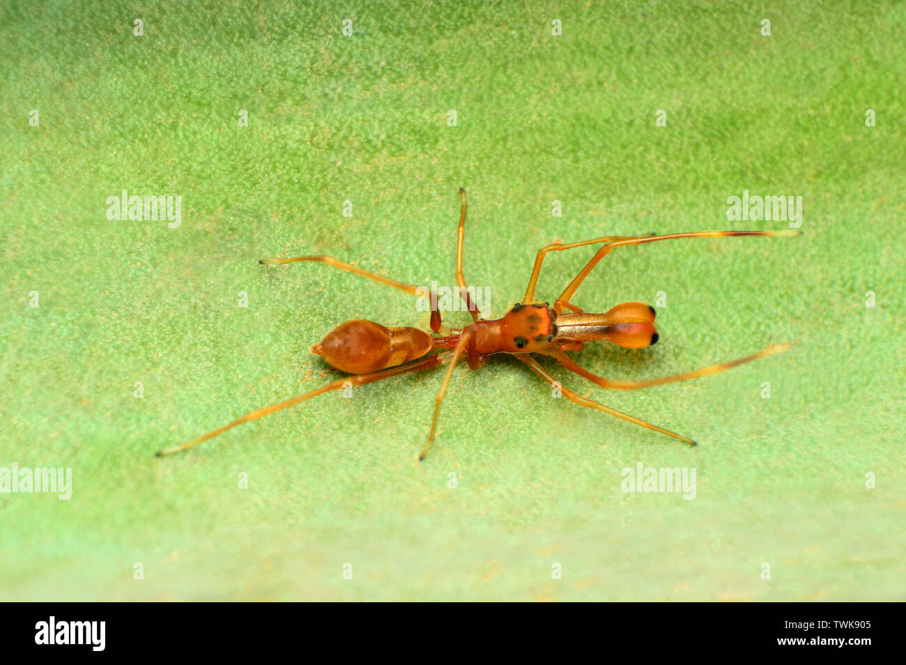 Ant mimic spider, Myrmarachne sp di Pune, Maharashtra, India. Foto Stock