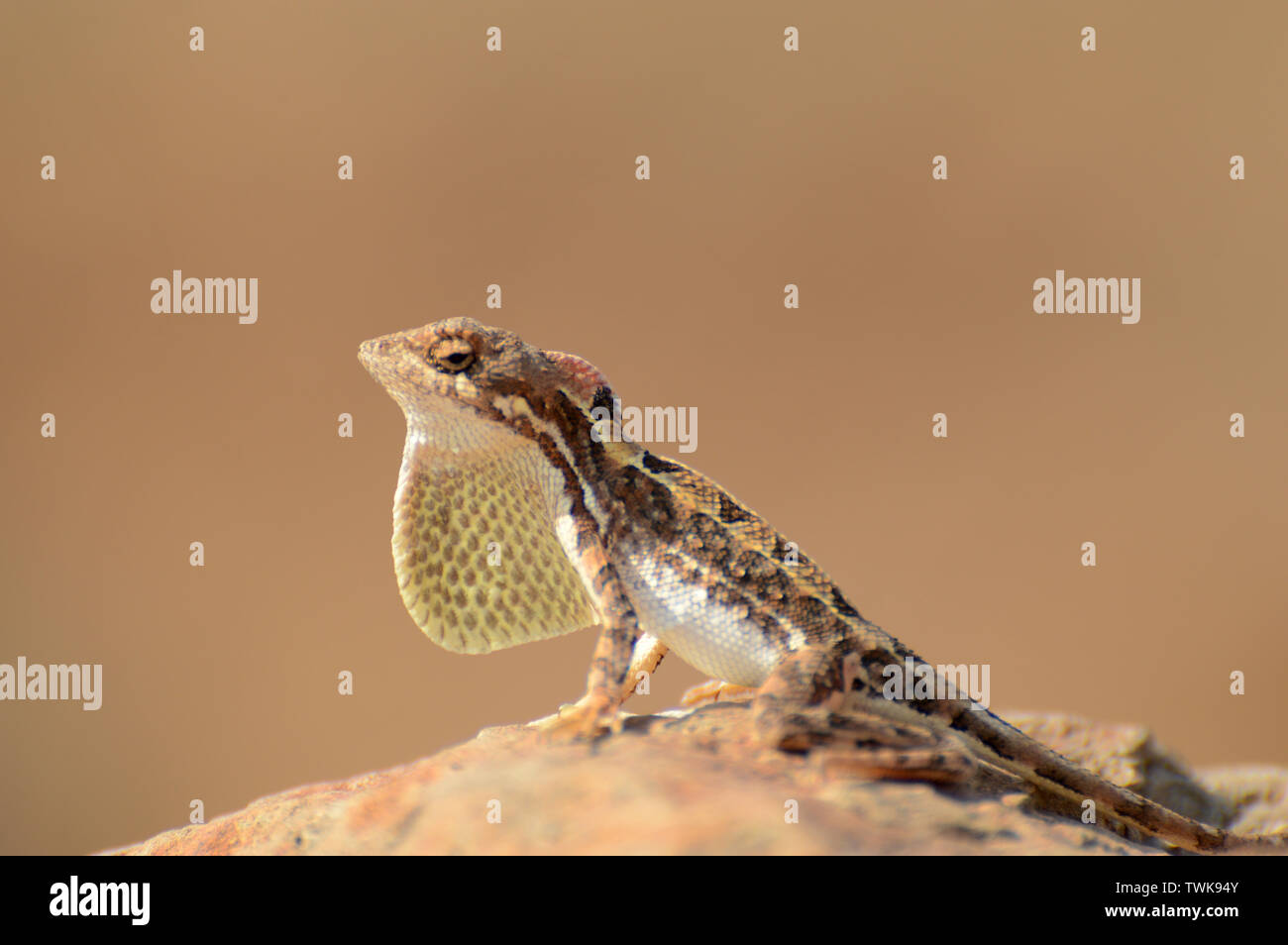 Ventilatore throated lizard, Sitana sp, Satara, Maharashtra, India. Foto Stock