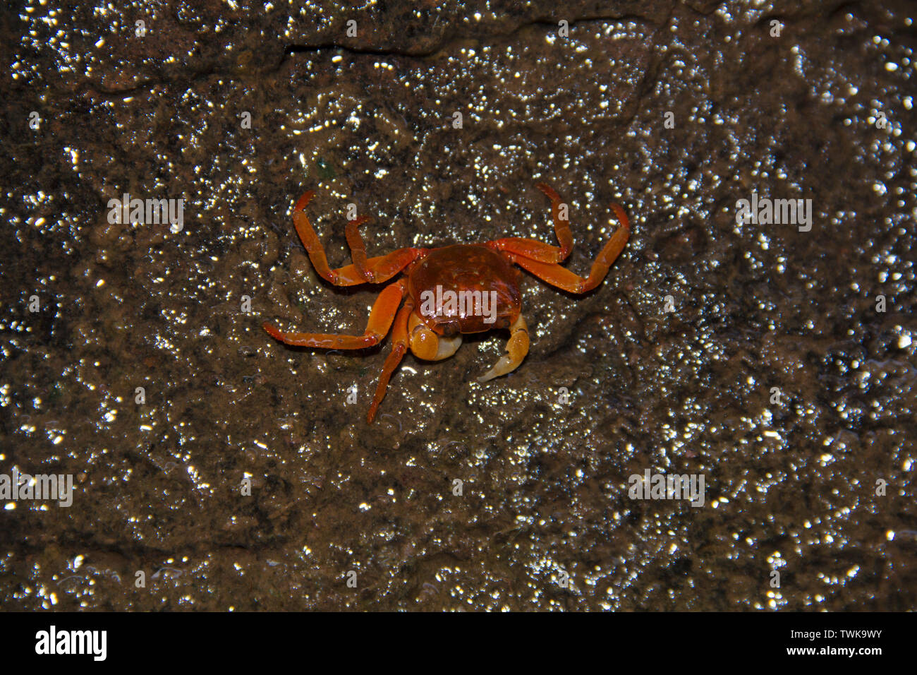 Gubernatoriana Marleshwarensis, il granchio d'acqua dolce, Marleshwar, Ratnagiri, Maharashtra, India. Foto Stock