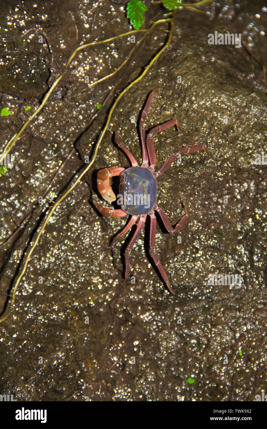 Gubernatoriana Longipes, base di caduta del granchio, Amboli, Maharashtra, India. Foto Stock