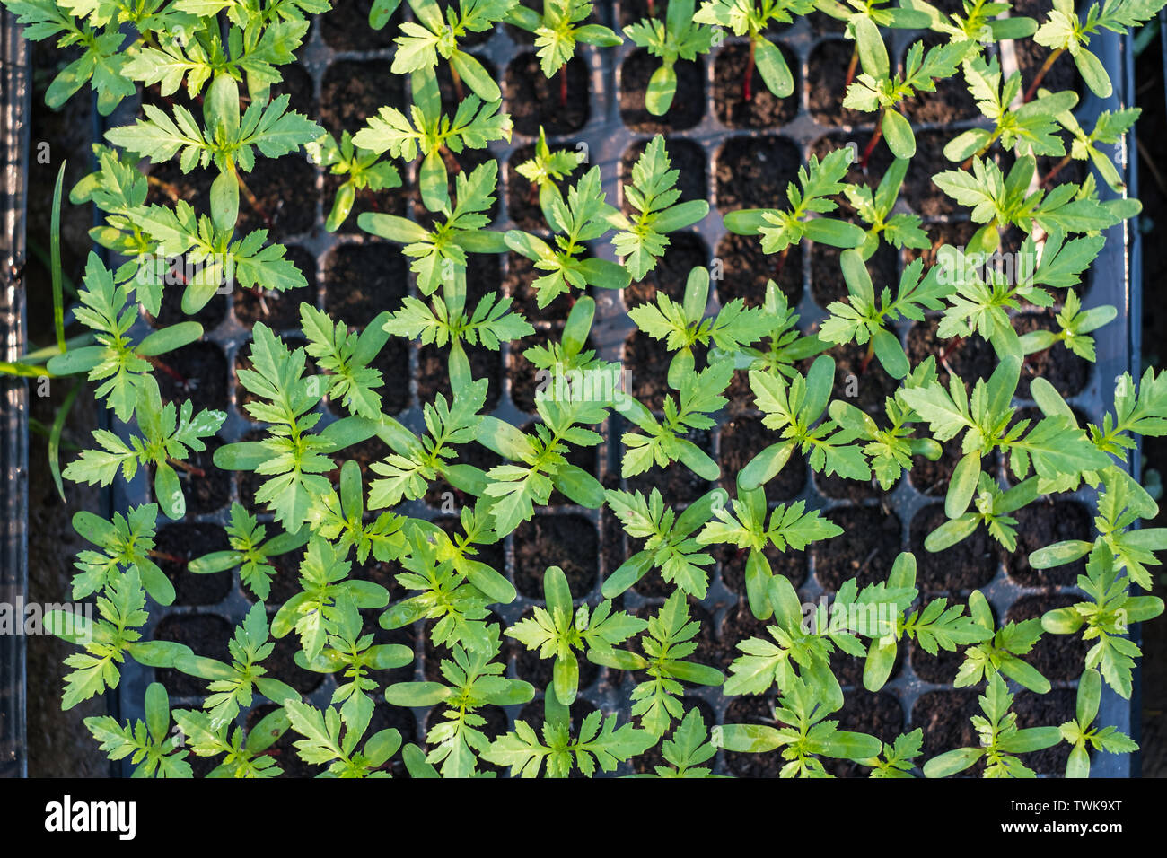 Coltivate il germoglio tagete in crescita in vivaio Foto stock - Alamy