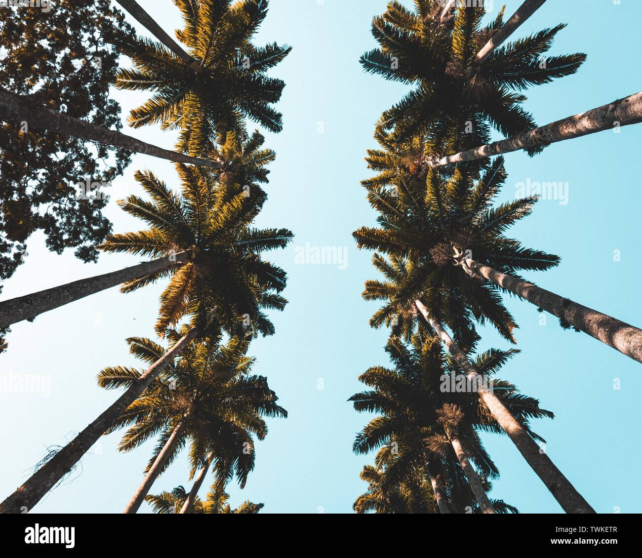 Foto di bellissime palme tropicali in una città costiera Foto Stock