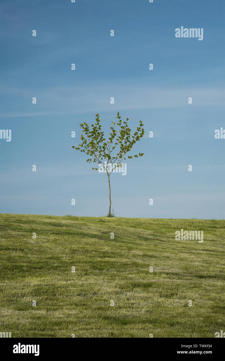 Albero solitario su una collina, paesaggio naturale Foto Stock