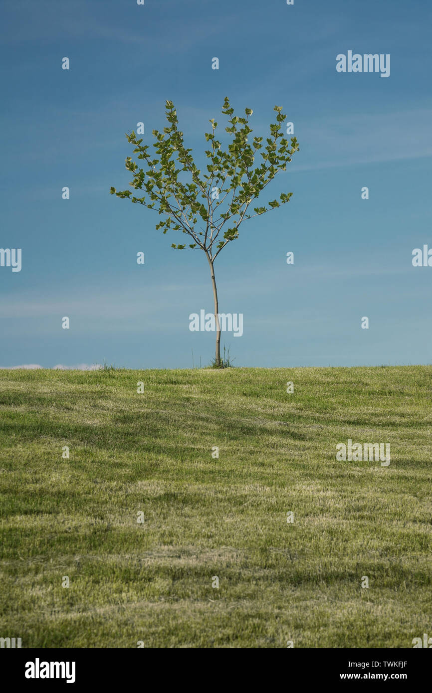 Albero solitario su una collina, paesaggio naturale Foto Stock