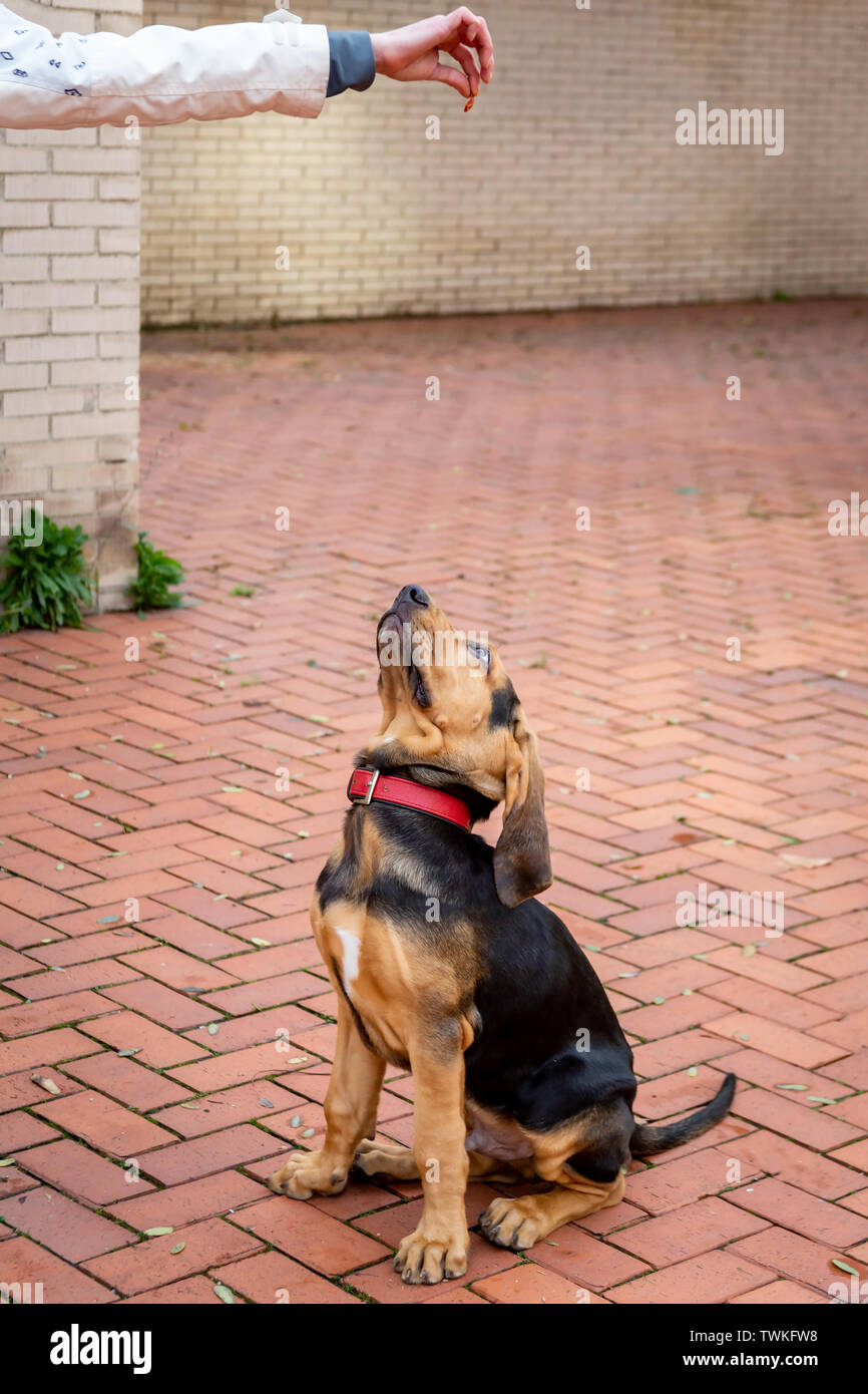 Padrona è la formazione di un cucciolo di Bloodhound. Il cucciolo esegue il comando sit, guardando il trattare in mano della padrona. Foto Stock