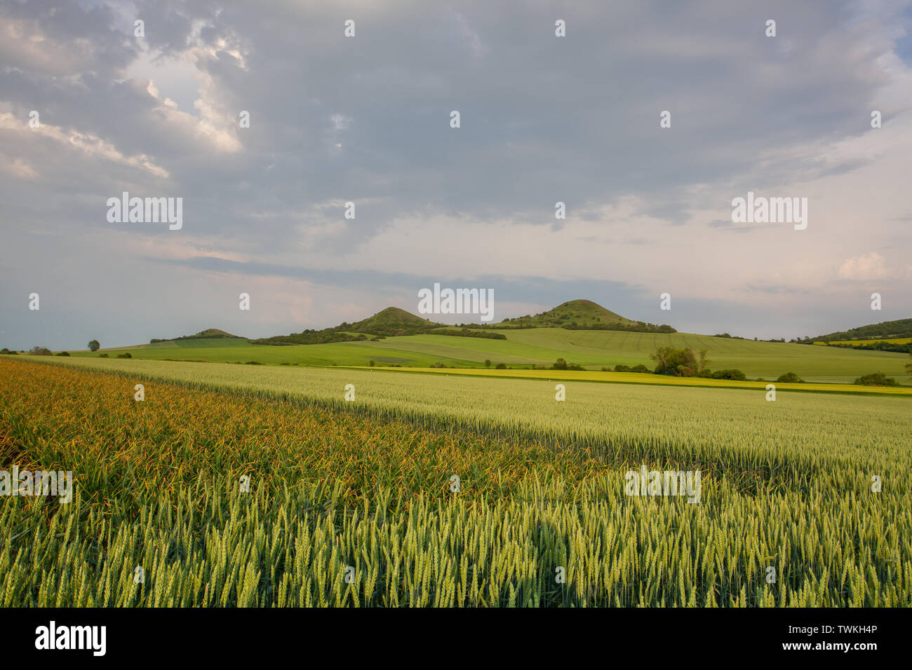 Campo di aglio nella Boemia centrale Highlands, Repubblica Ceca. Boemia centrale Uplands è una catena montuosa situata nella Boemia settentrionale. La gamma i Foto Stock