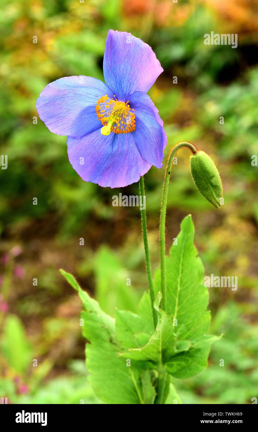 Primo piano di un unico fiore di Meconopsis Willie Duncan. Foto Stock