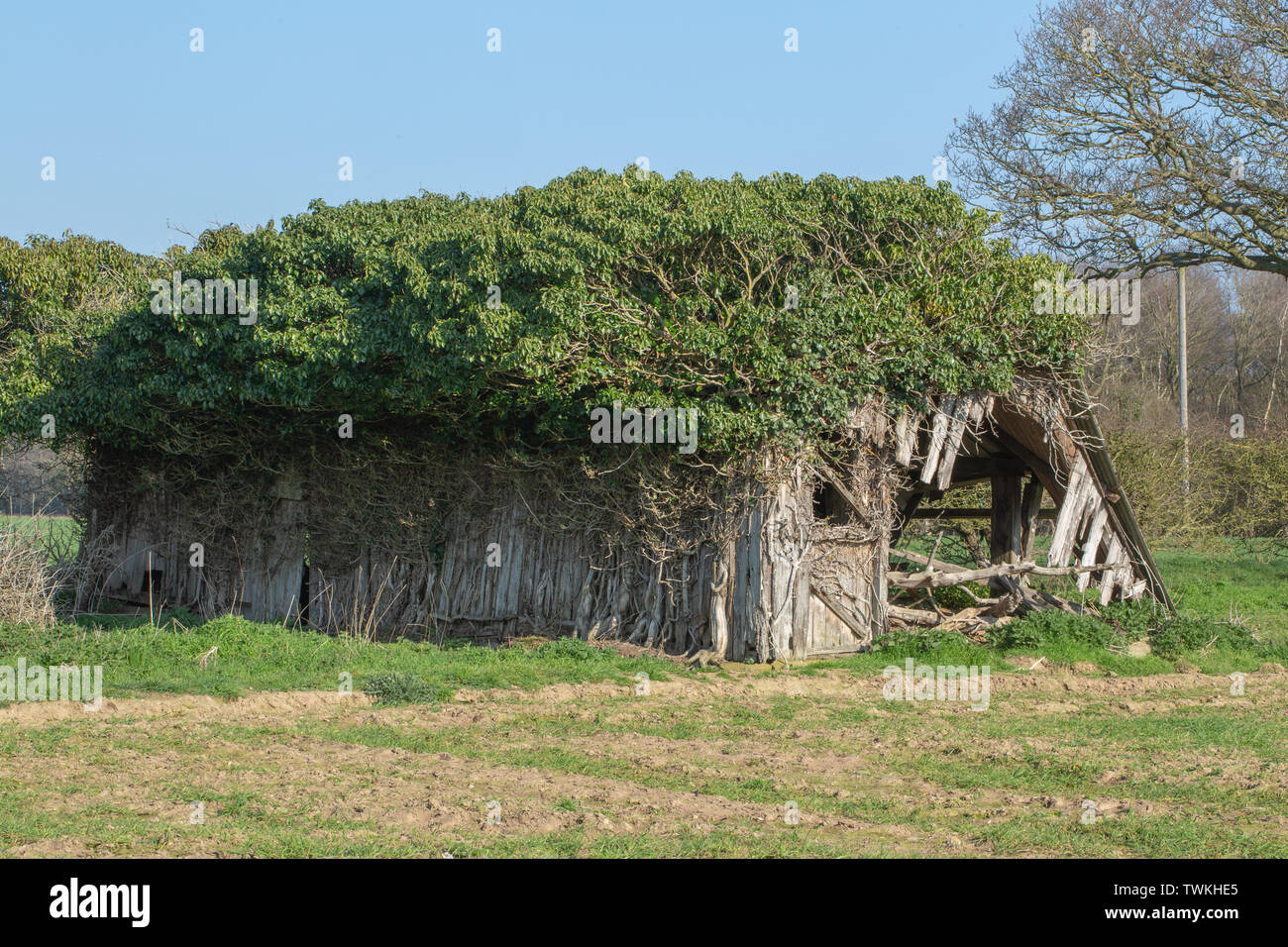 Dal tetto in amianto, ex campo di bestiame sparso e rifugio. Ridondante. Wild Il cervo (Cervus elaphus) e potatura edera (Hedera helix), continua a sostenere la parete laterale sinistra di collassare.​ altrimenti legname struttura di supporto attorno a cadere. Norfolk rurale. Regno Unito Foto Stock