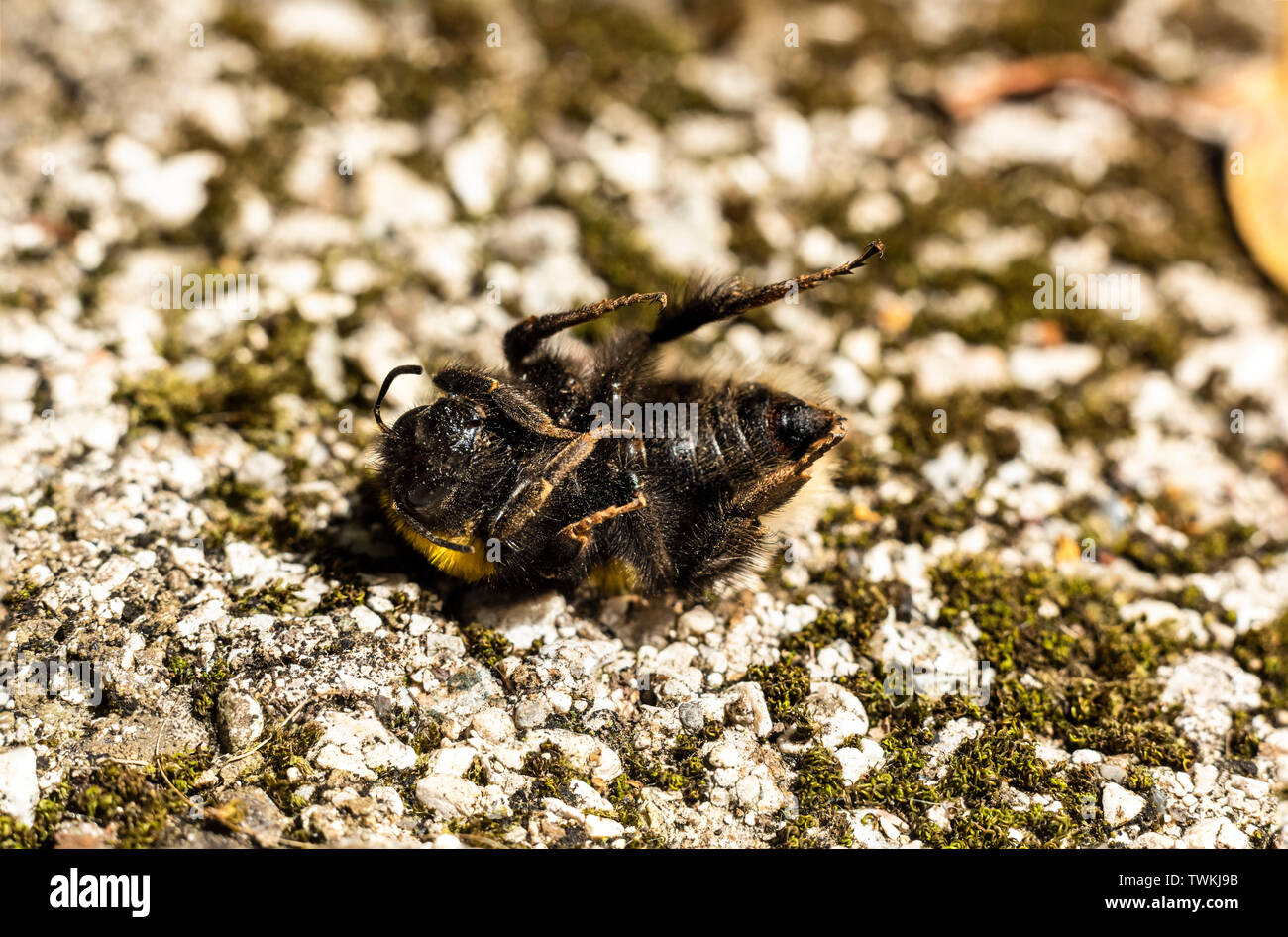 Dead Bumblebee macro close up Foto Stock