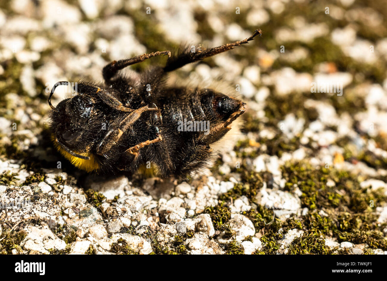 Dead Bumblebee macro close up Foto Stock