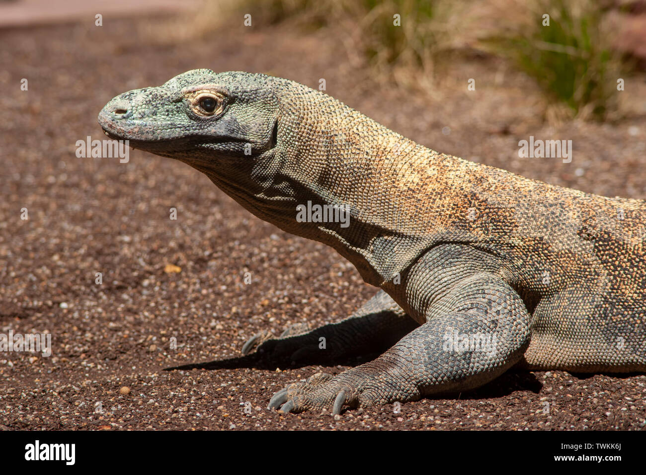 Bella drago di Komodo Foto Stock